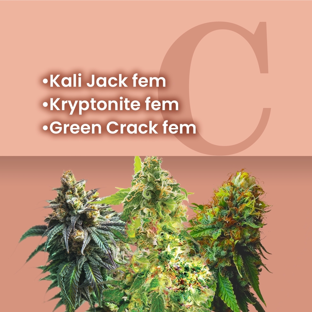 Heavy Duty Feminized Combo