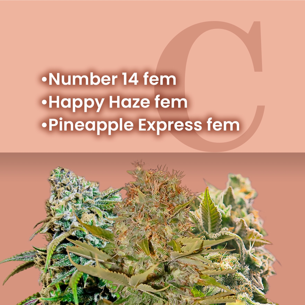 Indoor Growing Feminized Combo