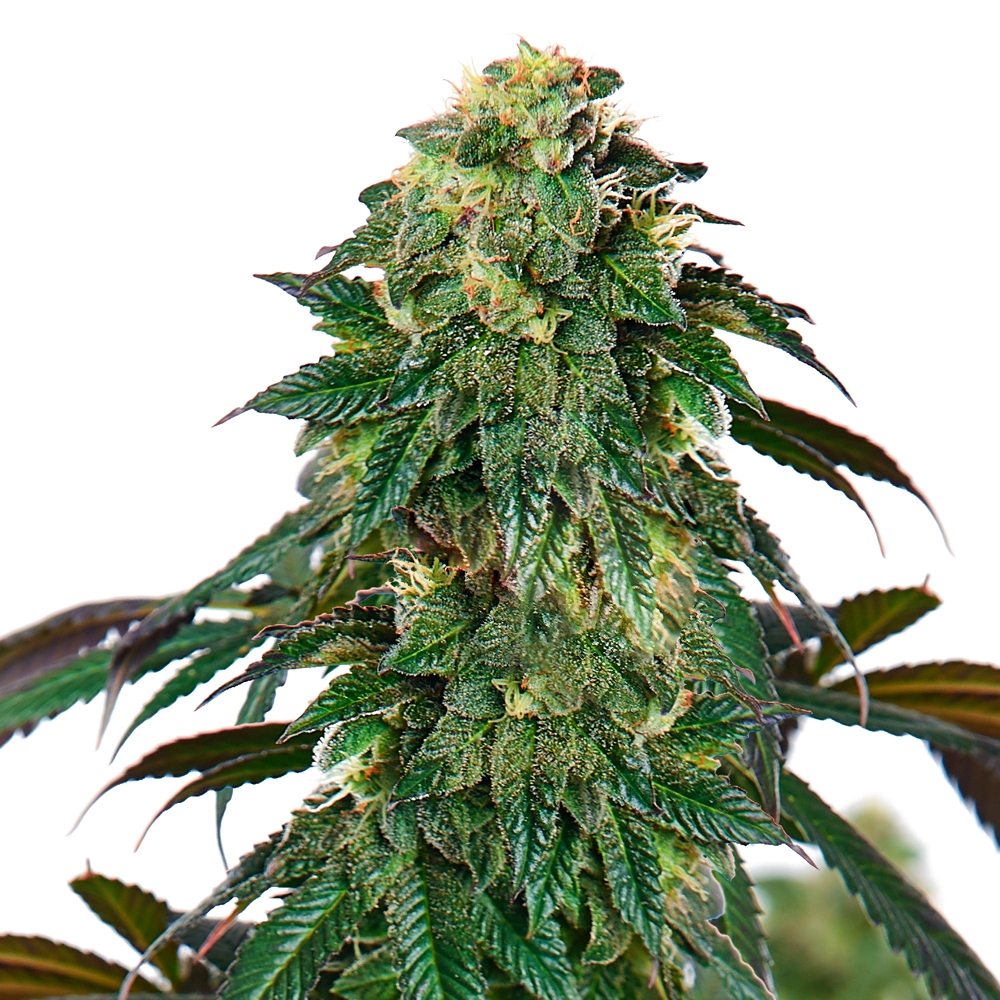 Lava Cake Feminized Seeds