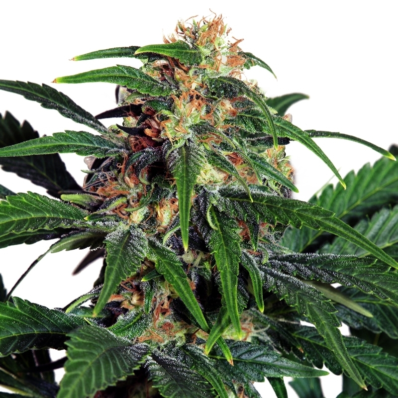 Light of Jah ® Autoflower Seeds