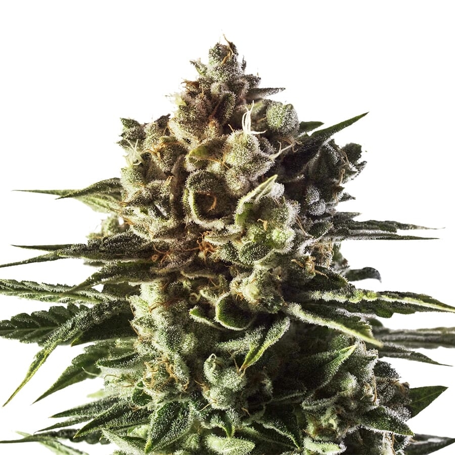 Boogie Nights ® Feminized Seeds