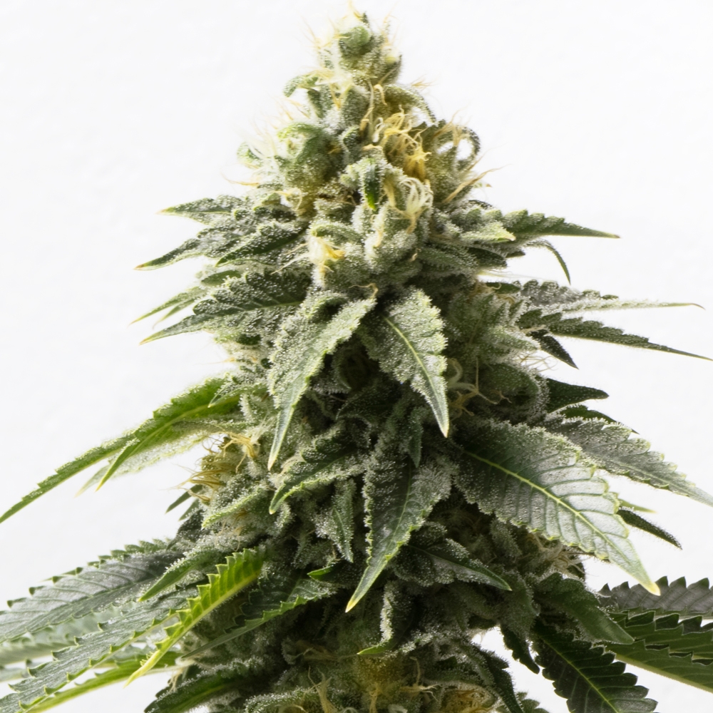 Medijuana ® Regular Seeds