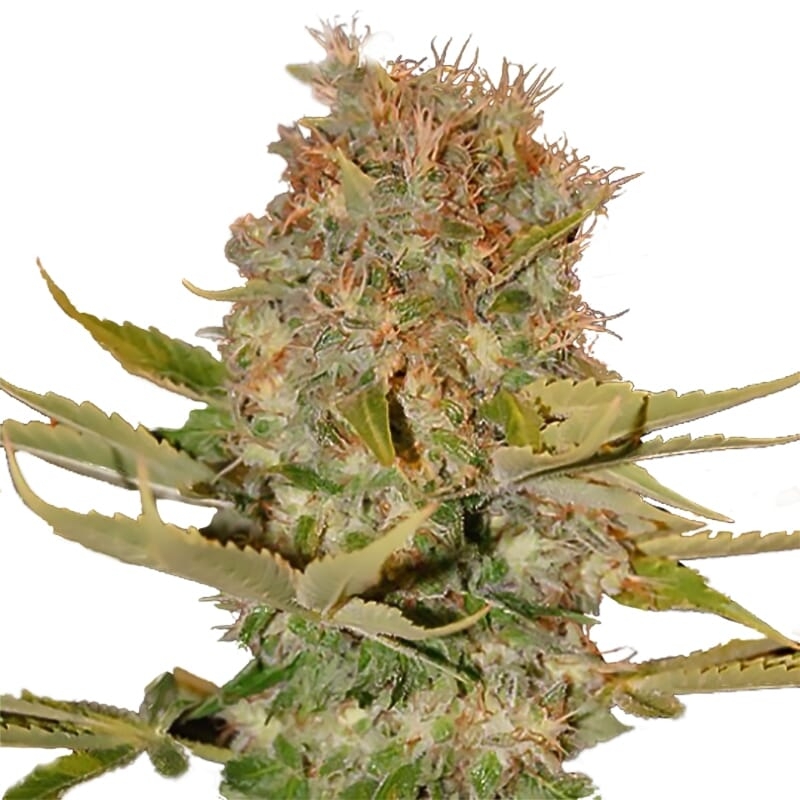 Number 14 Feminized Seeds