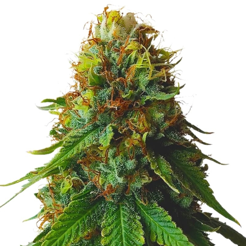 Green Crack Autoflower Seeds