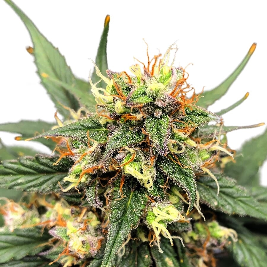 Matanuska Thunder XTRM ® Feminized Seeds