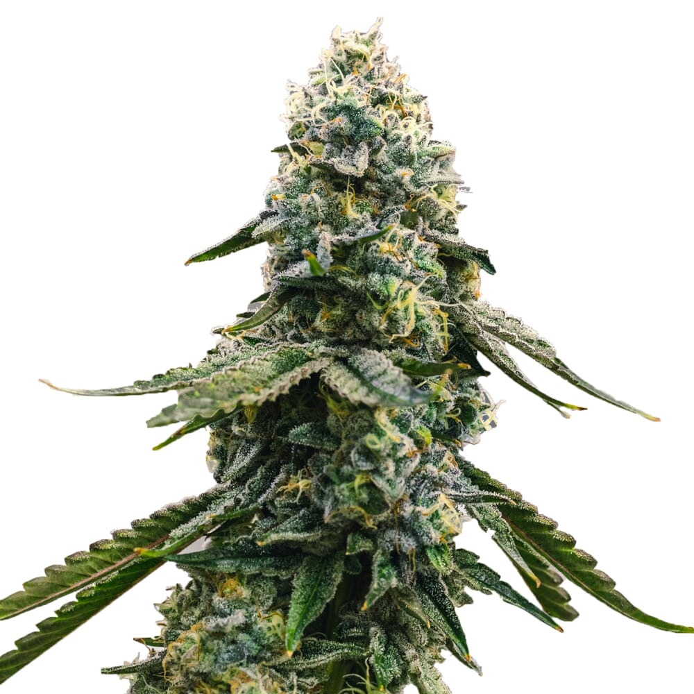 Blue Cheese Feminized Seeds