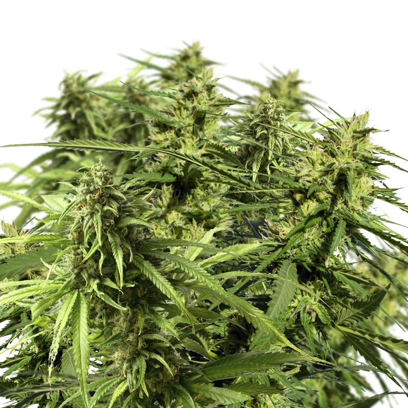 Happy Outdoor Mix Feminized Seeds