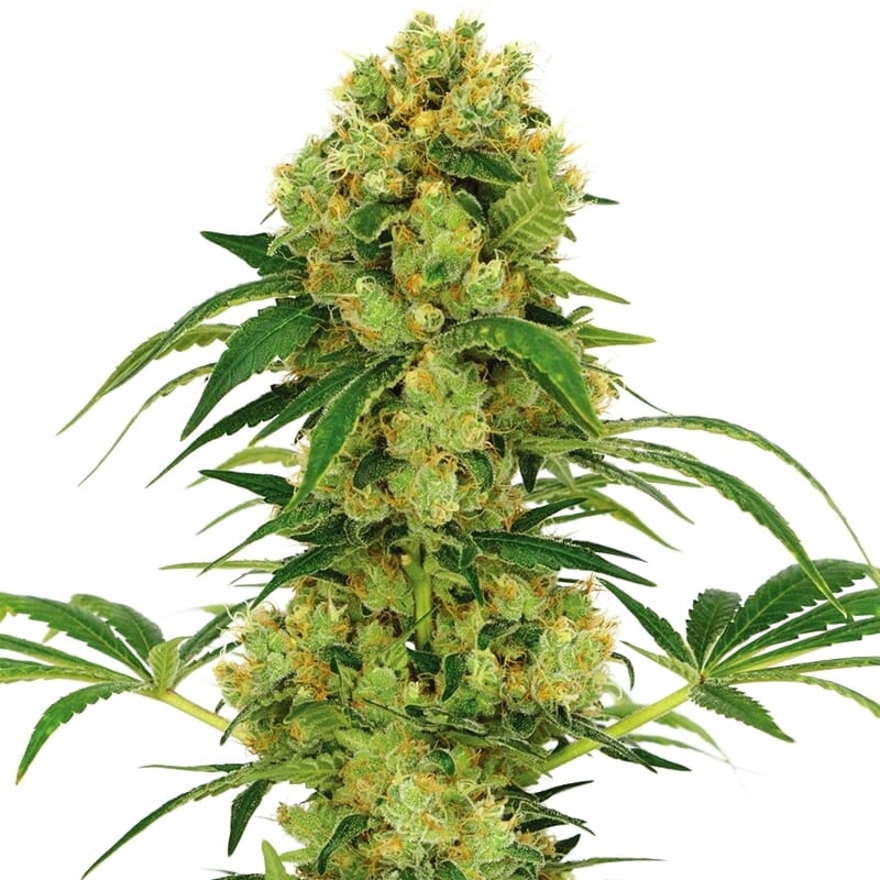 Big Bud Regular Seeds