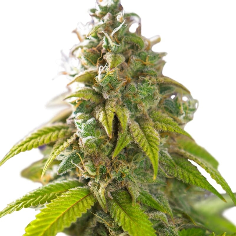 Forest Fruits Autoflower Seeds