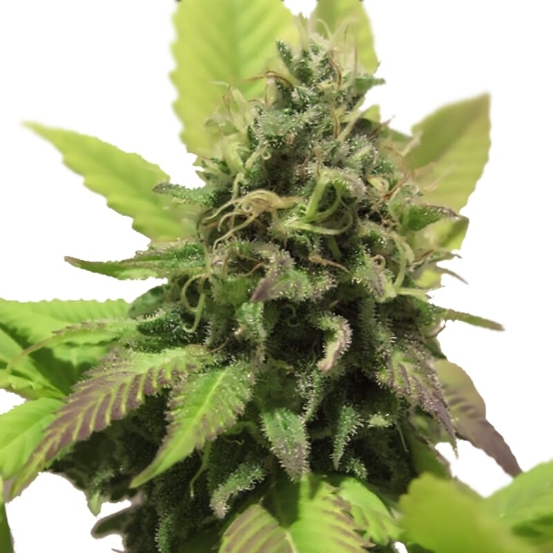 Habiba ® Regular Seeds