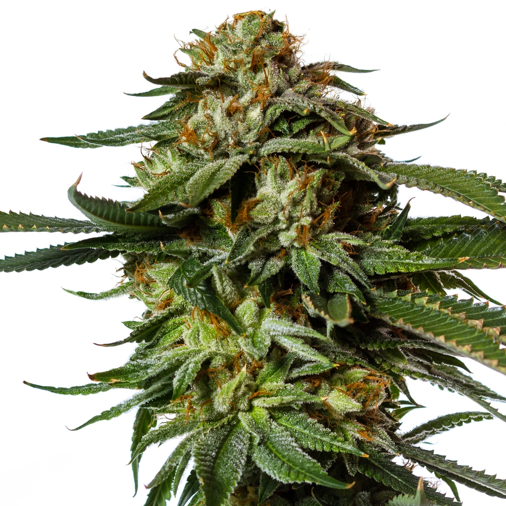 Chronic Feminized Seeds