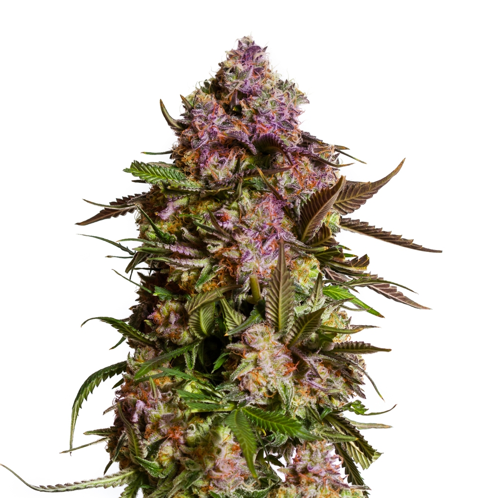 Blueberry 420 Autoflower Seeds