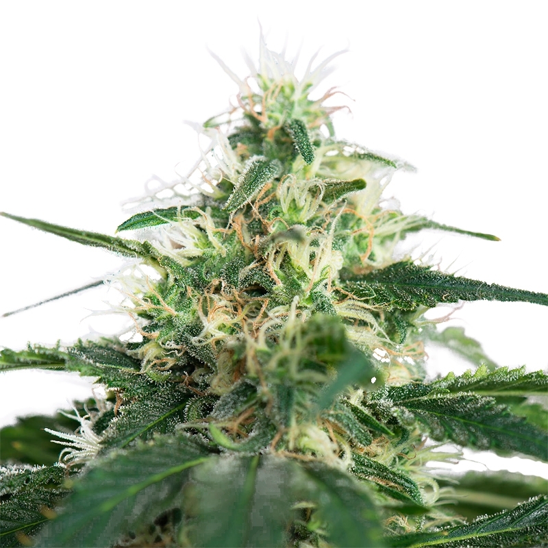 La Blanca Feminized Seeds