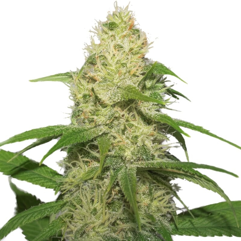 Narco Feminized Seeds