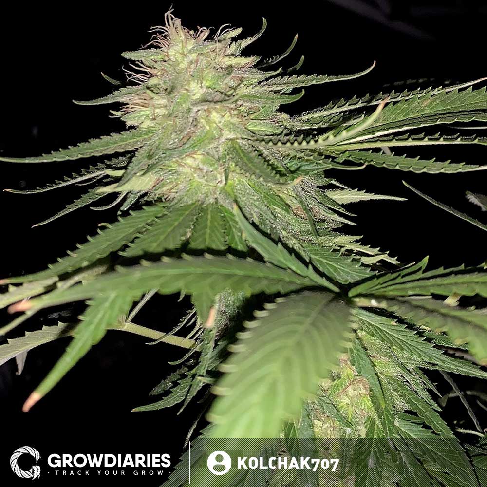 Rainbow Kush Amsterdam Seeds