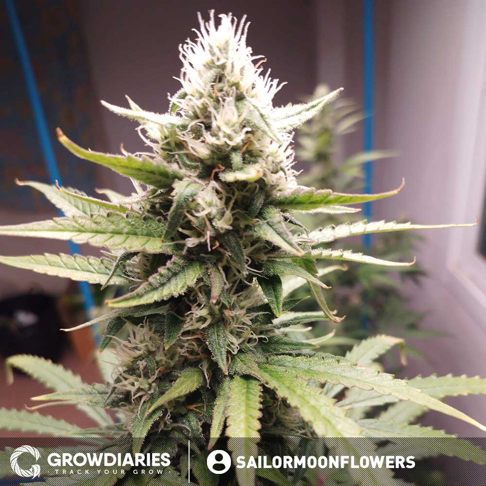 Cheese Autoflower Seeds