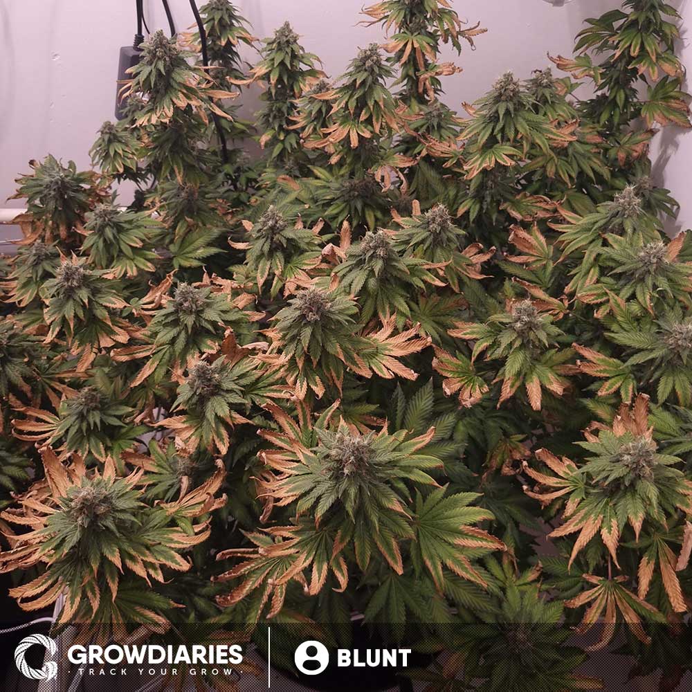 feminized blue dream seeds
