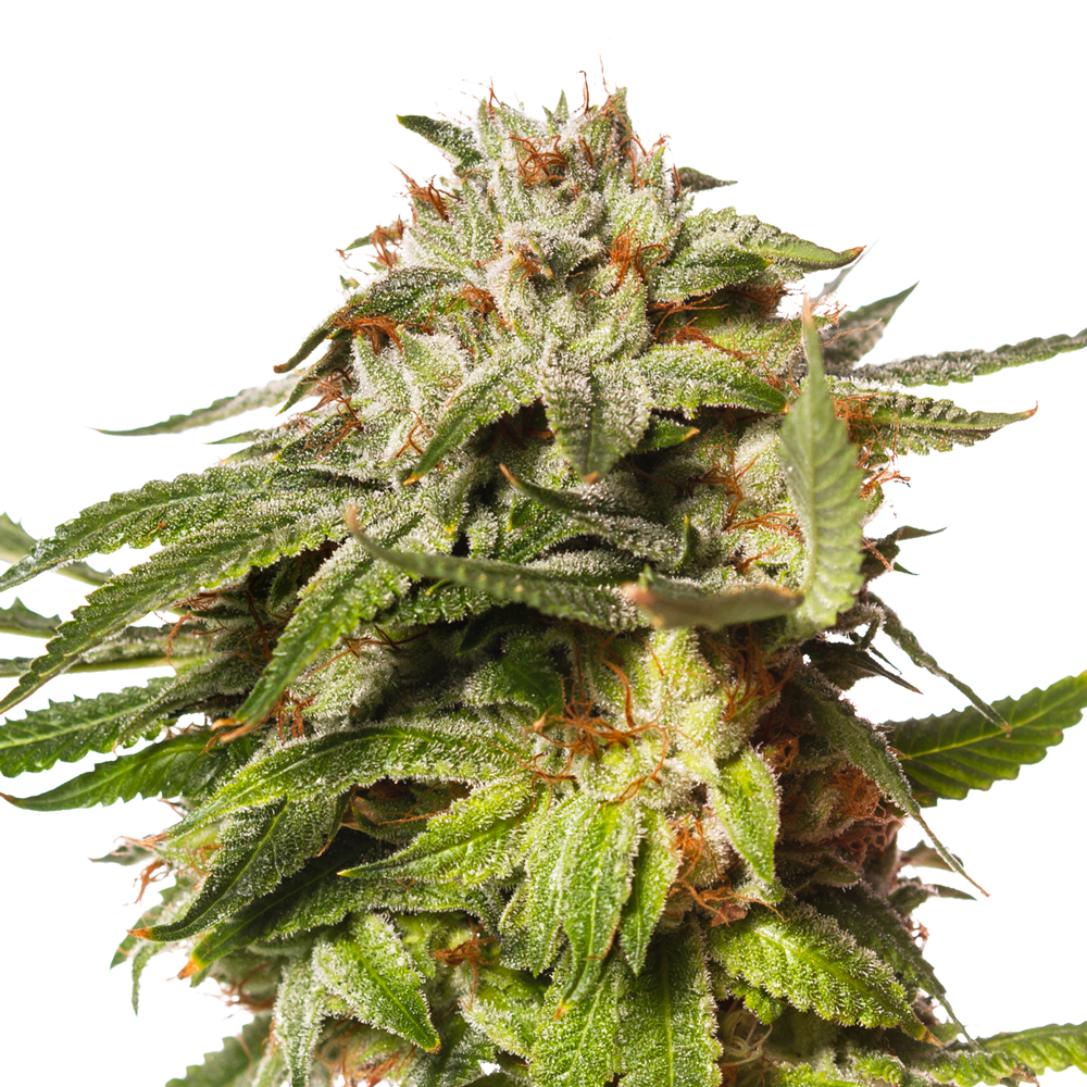 Blue Cookies Feminized Seeds