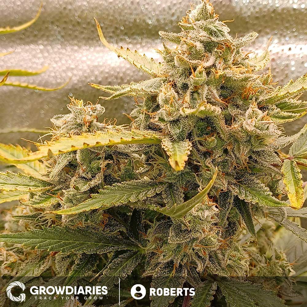 Super Skunk Autoflower Seeds