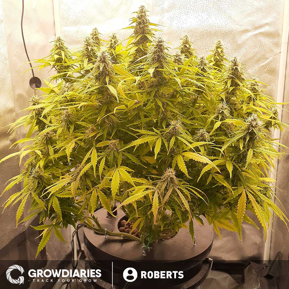 Orange Bud Autoflower Marijuana Seeds