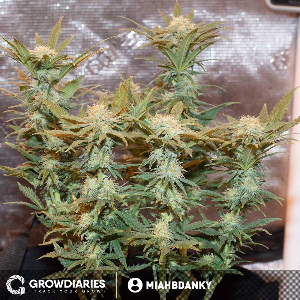 Pot of Gold Feminized Seeds