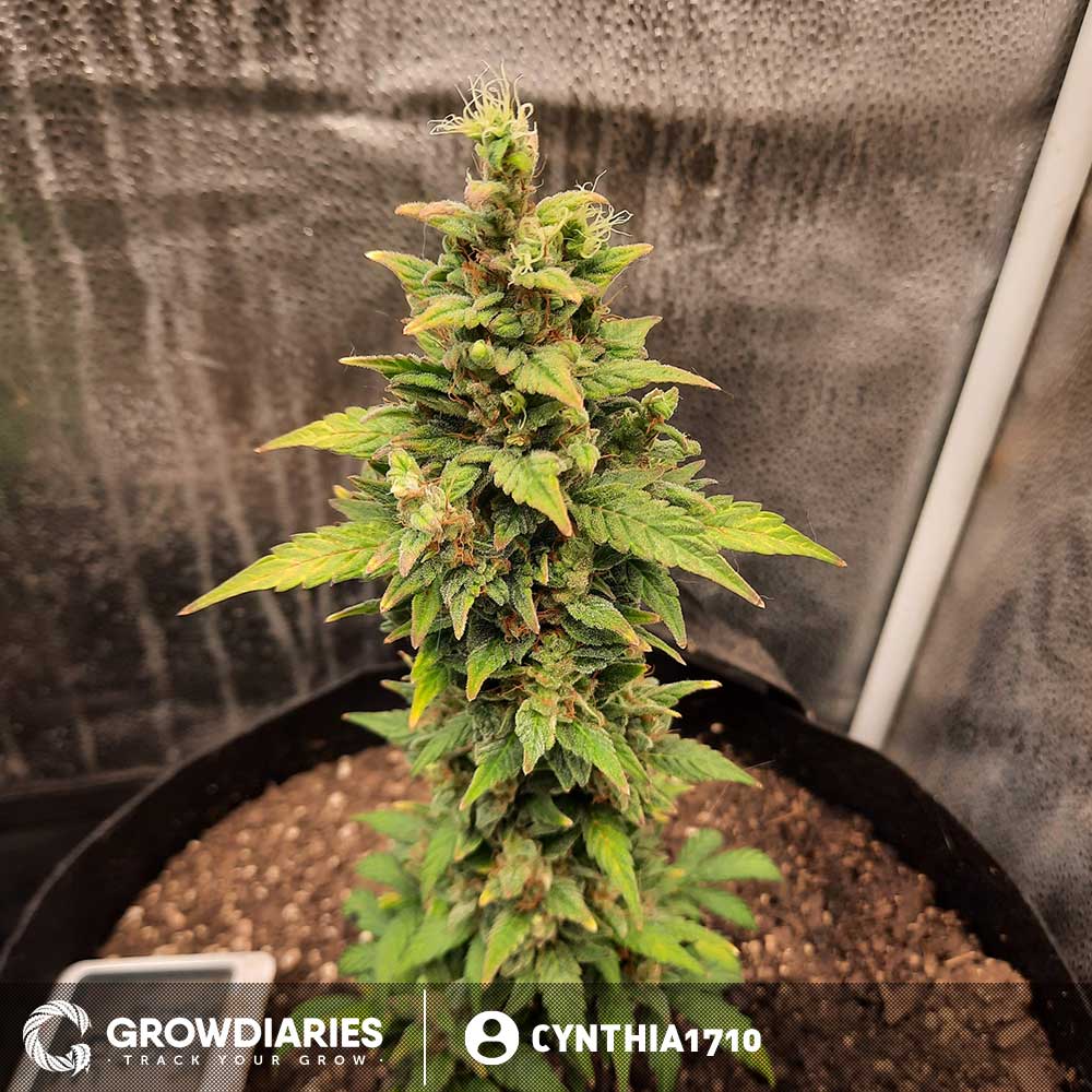 Blueberry 420 Autoflower Seeds