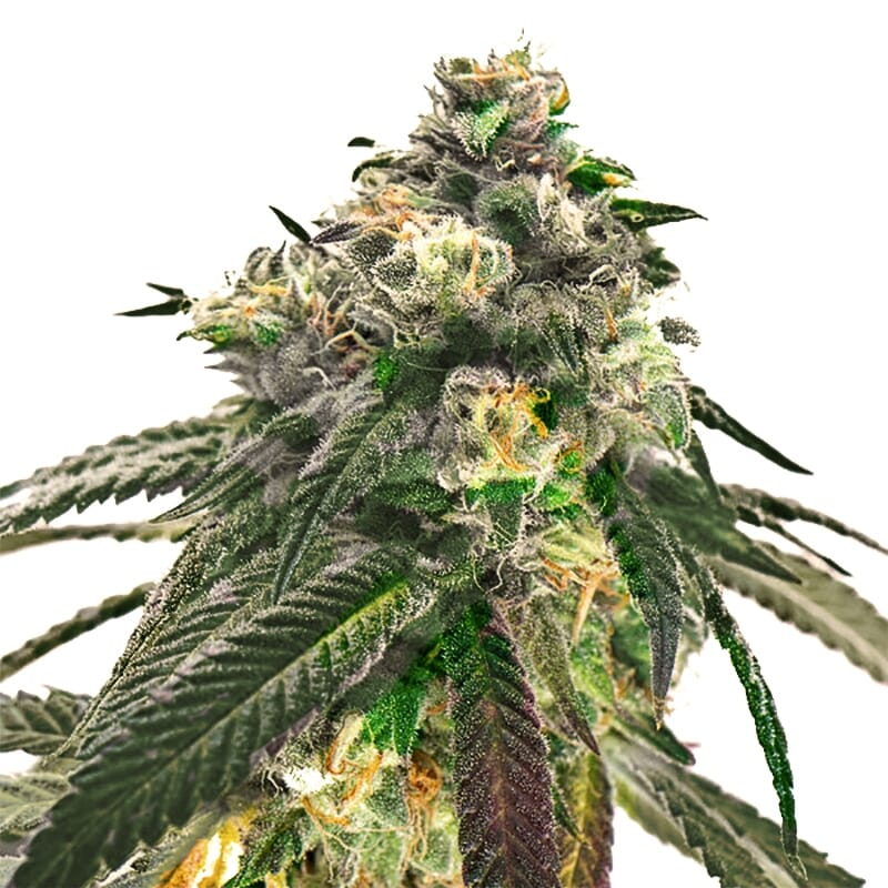 OG Kush XTRM ® Feminized Seeds