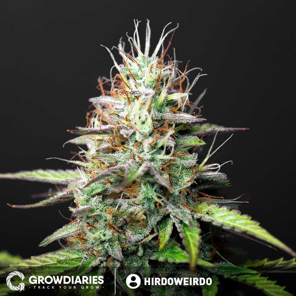 AMS Supreme autoflower marijuana seeds