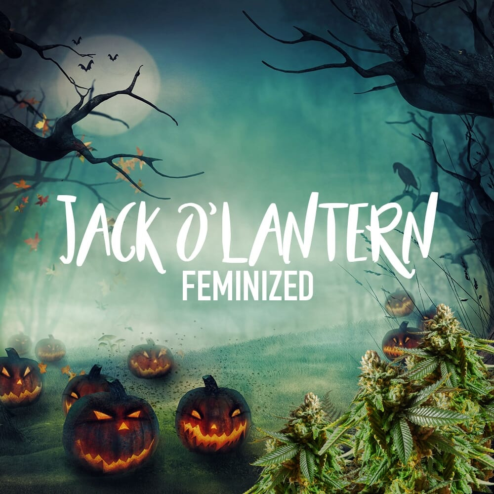 Jack O Lantern Feminized Cannabis Seeds