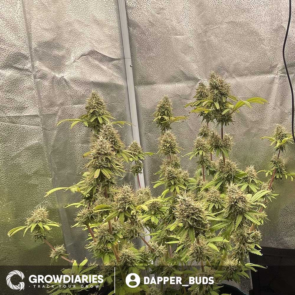 MOAB - Mother of All Buds ® Feminized Seeds