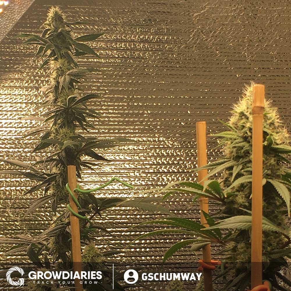 Blue Dream XTRM ® Feminized Seeds