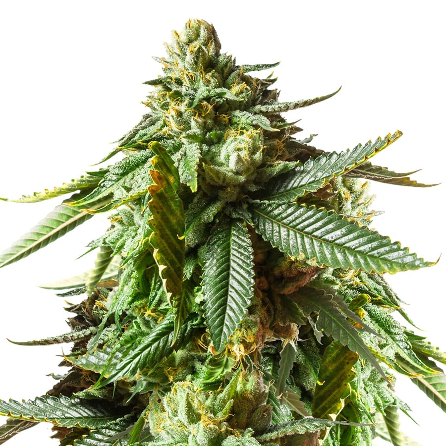 Jack O'Lantern Feminized Marijuana Seeds