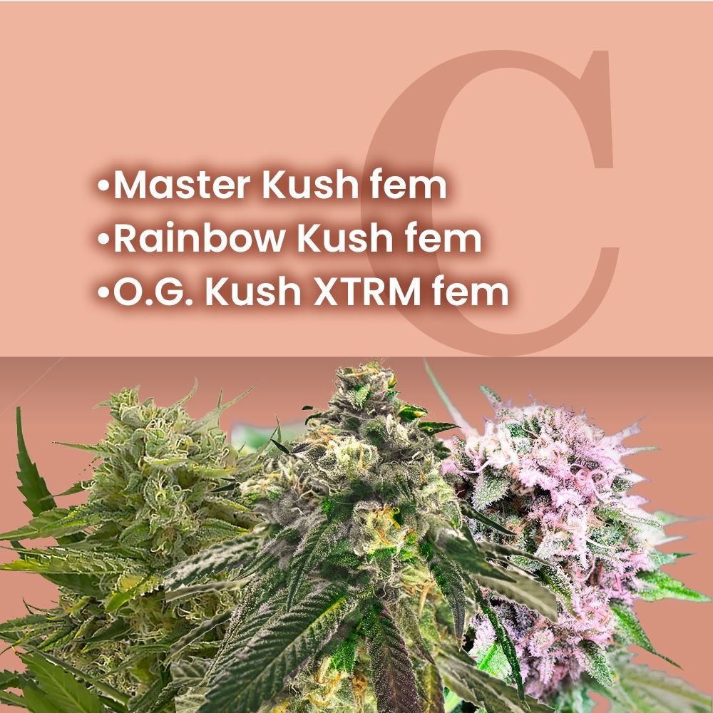 King Kush Feminized Combo