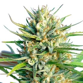 Lemon Ice Regular Seeds