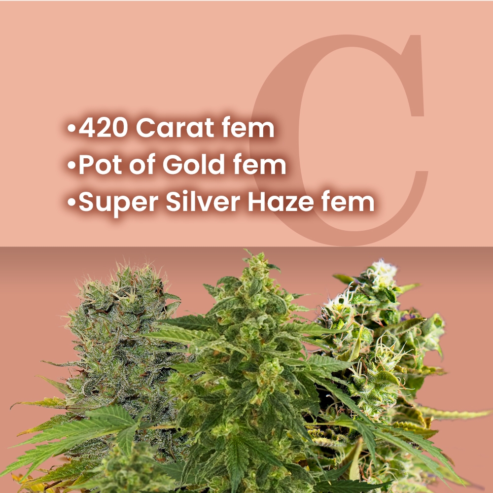 Silver & Gold Feminized Combo