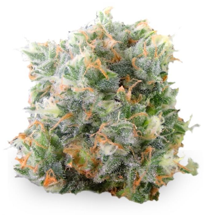 Waikiki Queen Feminized Seeds