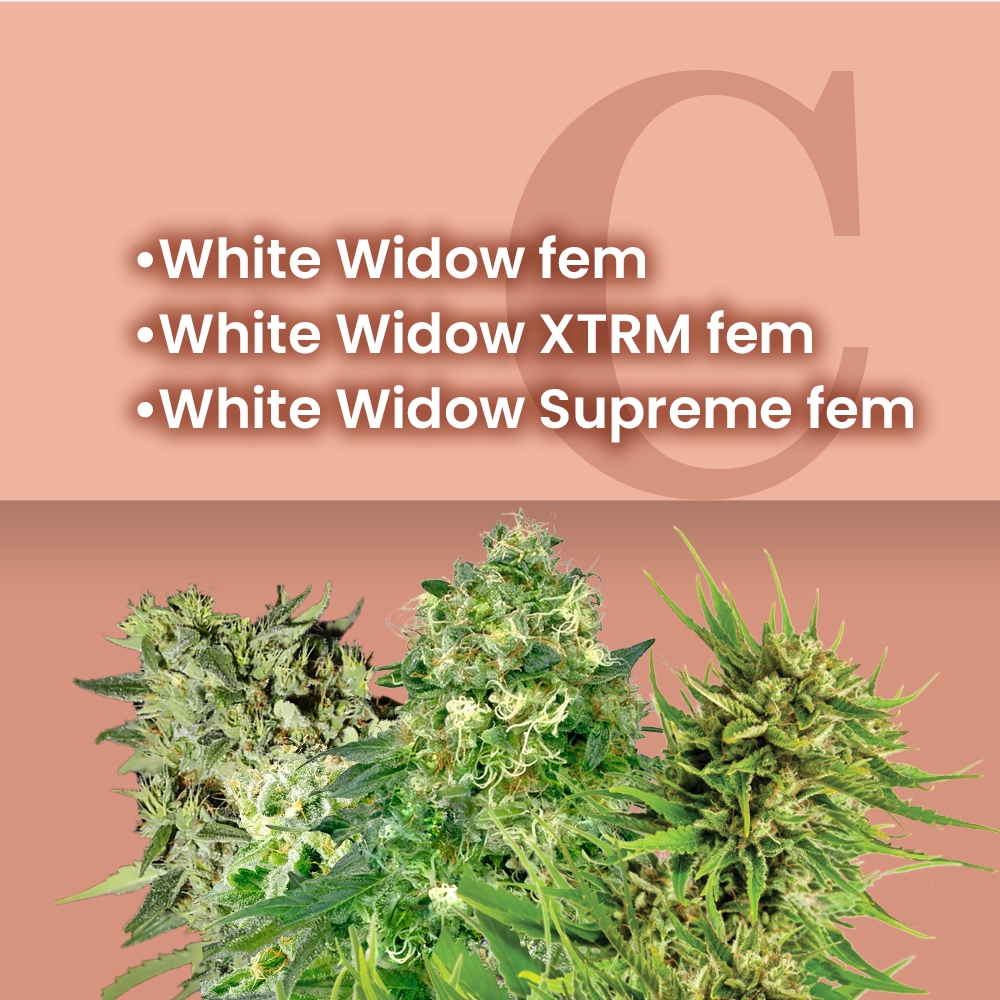 White Widow Feminized Combo