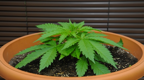 autoflower cannabis plant