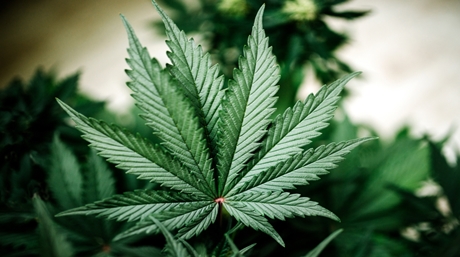 Leaf Cannabis Sativa