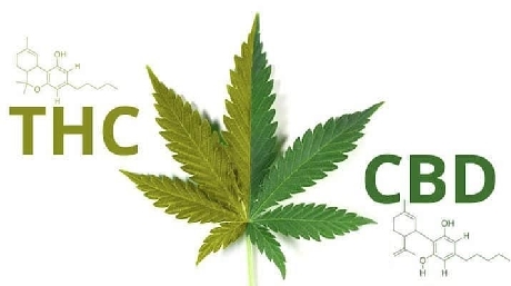 What's The Difference Between CBD and THC?