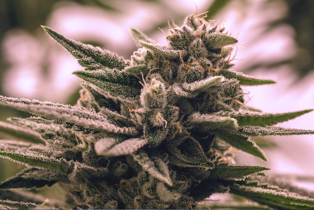 What are terpenes in cannabis?