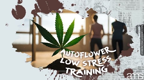 Marijuana leaf training in the gym