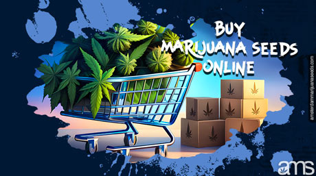 Buy Marijuana Seeds Online AMS