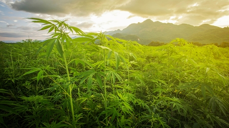 Landrace and Heirloom Cannabis Strains