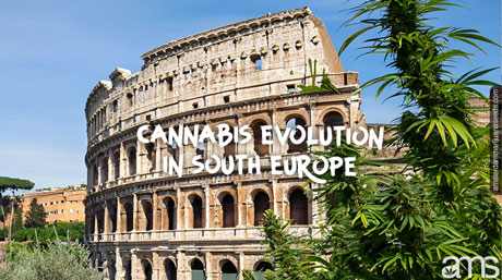 view of the colosseum in rome and cannabis plants