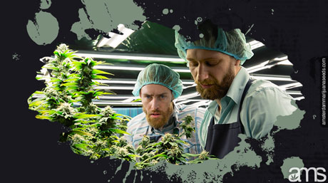 Amsterdam growers in a grow room