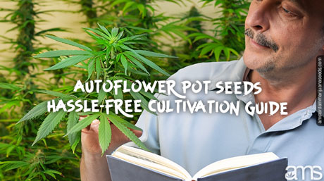 gardener with an autoflower plant and a book in his hand