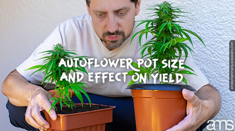 To get maximum yield from a marijuana plant, what size pot should