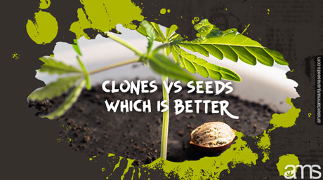 a clone and a marijuana seed