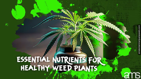 a marijuana plant and bottles of fertilizer